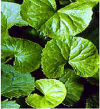 Gotu Kola Herb